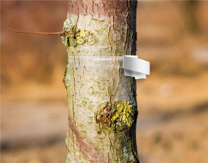 NO PEST KLEISTA TAŚMA DO DRZEW PUŁAPKA LEP NA MRÓWKI MSZYCE PĘDZIKI PLANTELLA 5