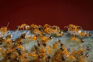 Target PROTECT TRUTKA NA MRÓWKI FARAONA 3X2,5 G 7