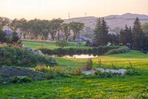 Oleofarm OLINI_Olej z ostropestu 250ml 11