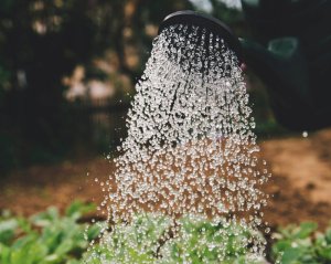 Dafi Dafi przepływowy filtr do usuwania azotanów 13