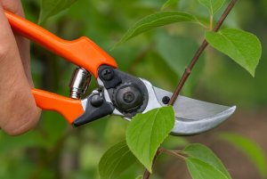 Sekator Galicja Sekator ogrodowy do gałęzi 21cm Kowadełkowy, stalowe ostrze 2