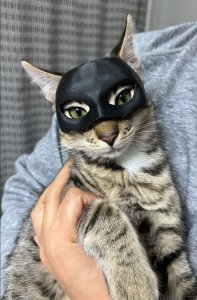 Aster Maska dla Kota BATMAN BAT-CAT Przebranie dla kota na halloween 5