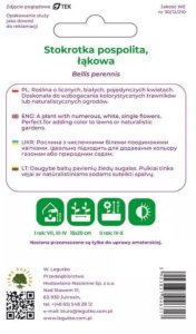 Legutko Stokrotka pospolita, łąkowa -biała 2