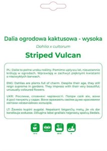 Legutko Dalia Striped Vulcan czerwono-żółta 1szt. 2