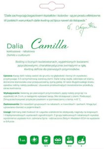 Legutko Dalia Camilla kremowa 1szt. 2