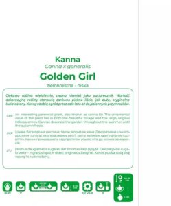 Legutko Kanna Golden Girl żółta 1szt. 2