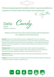 Legutko Dalia Candy łososiowa 1szt. 2