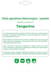 Legutko Dalia Tangerine pomarańczowa 1szt. 2