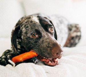 Petstages DogWood Mesquite medium patyk 3