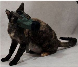 Grande Finale Grande Finale Kaganiec dla kota r. 1 2