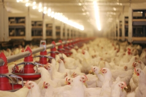 Helios PROM.PODCZ.175W E27F I-123 TRWAŁ.50000 - PRO-1988 3