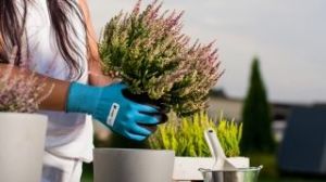 Cellfast Rękawice ogrodowe 8" (C92-002) 2