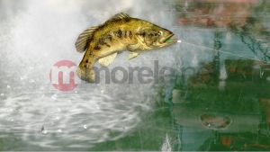 Rapala Pro Bass Fishing 2010 Bundle Xbox 360 4