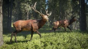theHunter: Call of the Wild PC, wersja cyfrowa 5