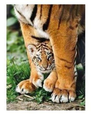Clementoni Puzzle 500 - Bengal Tiger Cub (275476) 1