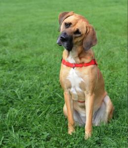 Dingo Szelki Easy Walk dla psów ciągnących 61-90cm czarne 2