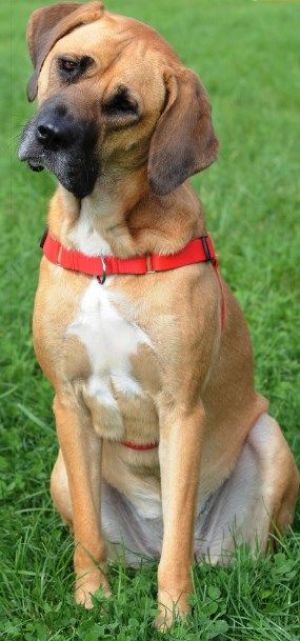 Dingo Szelki Easy Walk dla psów ciągnących 95-125cm czarne 2