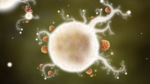 Botanicula PC, wersja cyfrowa 6