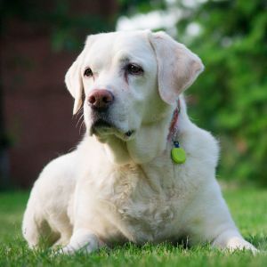 Gadget Factory Lokalizator NotiOne - Limonkowy 11