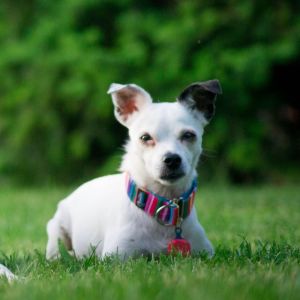 Gadget Factory Lokalizator NotiOne - Malinowy 9