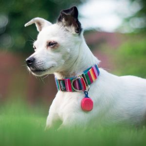 Gadget Factory Lokalizator NotiOne - Malinowy 10