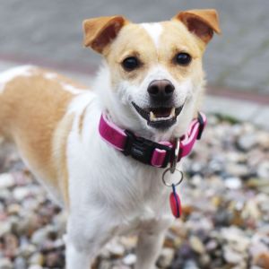 Gadget Factory Lokalizator NotiOne - Malinowy 11