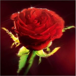 Artnuvo Karnet kwiatowy kwadrat róża czerwona 1