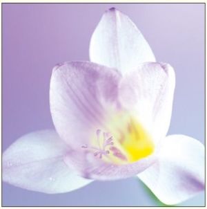 DA VINCI Karnet Kwiat Biały DaVinci 16x16 cm+ koperta ( B2W 202 002) 1
