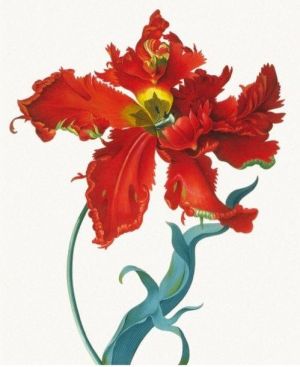Museums & Galleries Karnet Parrot Tulip z kopertą 1