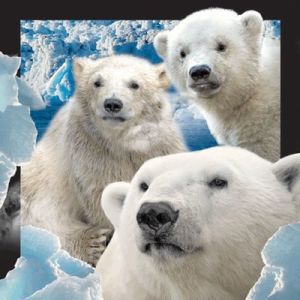 Worth Keeping Pocztówka 3D Niedźwiedzie polarne 1