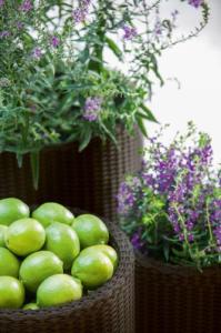 Keter Zestaw doniczek Curver S+M+L Antracyt (230217) 3