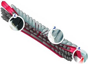 Vileda Vileda Szczotki bez drążka Szczotka 3Action wkład (142158) 4