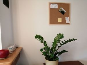 Cetus-Bis Tablica korkowa 80 cm x 90 cm w ramie drewnianej (CET89) 2