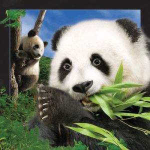 Worth Keeping Magnes 3D - Panda 1