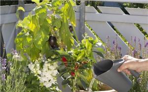 Gardena Zestaw narzędzi ogrodniczych z konewką (08966-30) 2