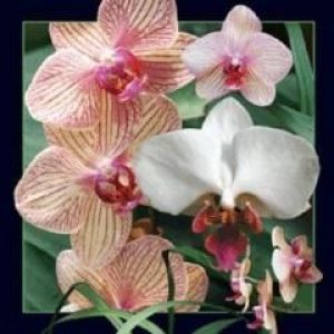 Worth Keeping Magnes 3D Orchidea 1