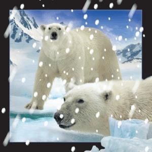Worth Keeping Magnes 3D Niedźwiedzie Polarne w śniegu 1