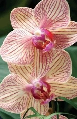 Worth Keeping Mini kartka 3D Orchidea 1