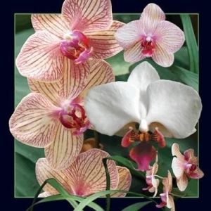 Worth Keeping Pocztówka 3D Orchidea 1