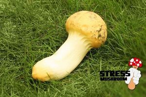 GiftWorld Antystresowy grzyb - BOCZNIAK 2