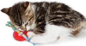 Petstages Koło do żucia dla kociąt PS715 2