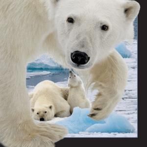Worth Keeping Magnes 3D Niedźwiedź polarny z młodym 1