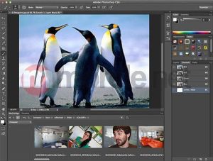 Adobe Photoshop CS6 Mac PL Upg PHSP/PHXS/AS (65158205) 5