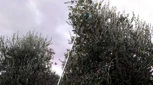 Oleo-Mac Profesjonalna otrząsarka do owoców OS570 13