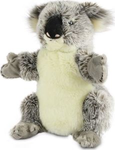 Dante Pacynka Koala Australijski DANTE 1