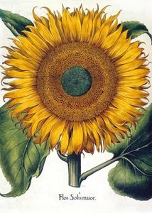 Museums & Galleries Karnet B6 z kopertą - Sunflower 1