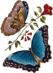 Museums & Galleries Karnet B6 z kopertą - Azure Blue Butterfly 1