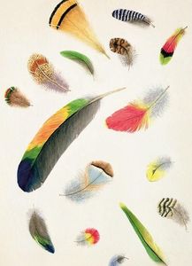 Museums & Galleries Karnet B6 z kopertą - Studies of Feathers 1