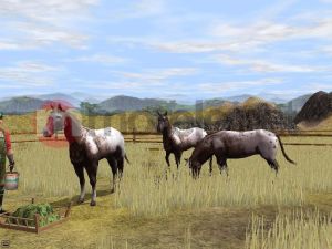 WILDLIFE PARK 2: ŚWIAT KONI WER.2 PC 5