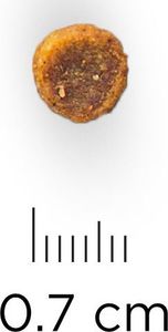 Hills  Hill's Science Plan Adult 1-6 Small & Miniature sausas maistas šunims su ėriena ir ryžiais, 1,5 kg 2